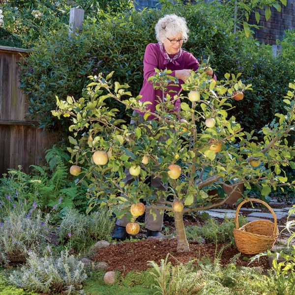 Useful Tips for Growing Fruit Trees at Home