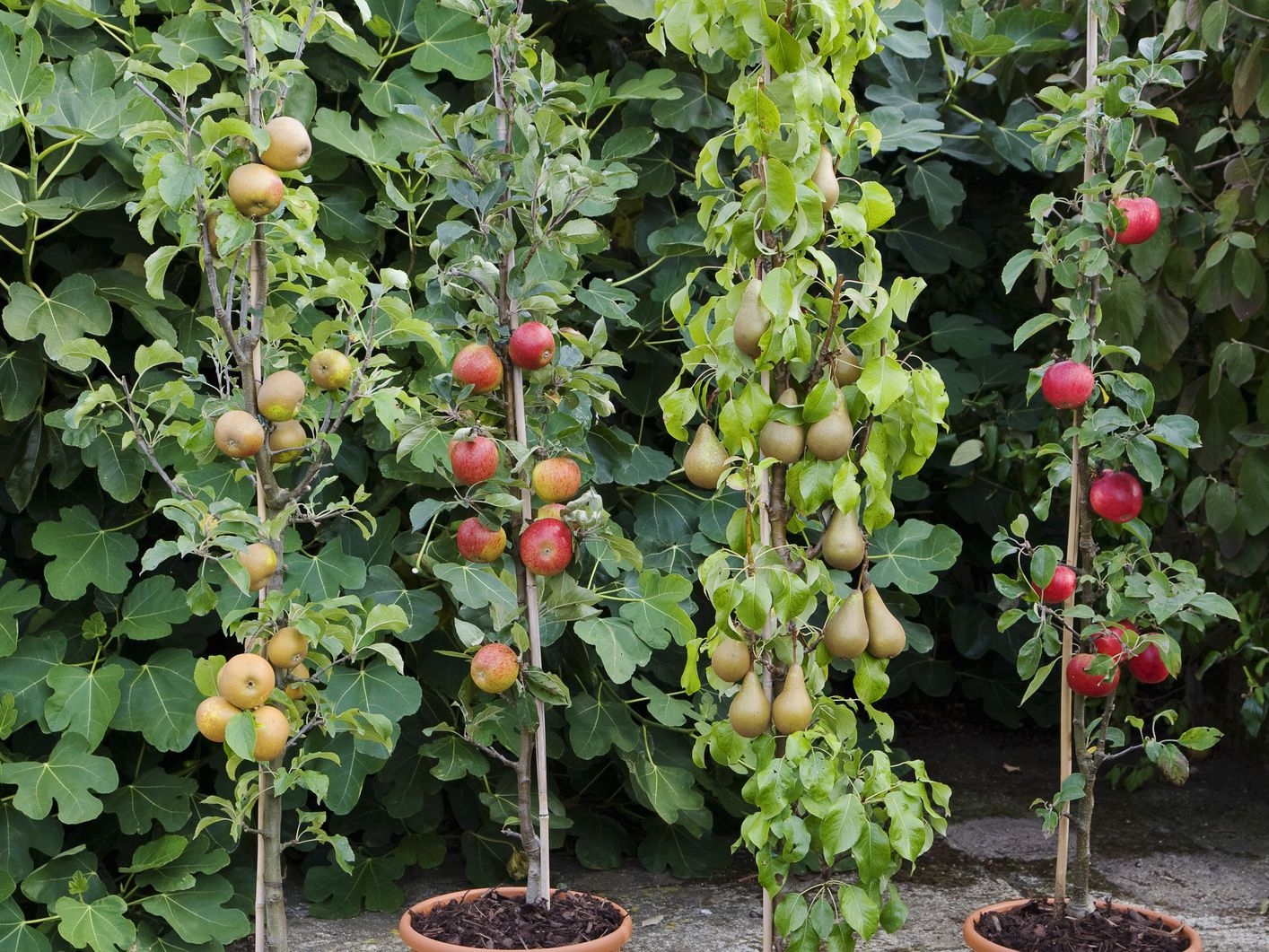 Useful Tips for Growing Fruit Trees at Home