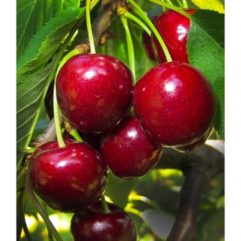Useful TIPS for Growing Fruit Trees at Home