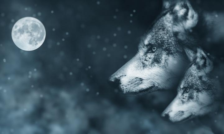 Facts about Full Wolf Moon 2021. Photo: Old Farmer's Almanac