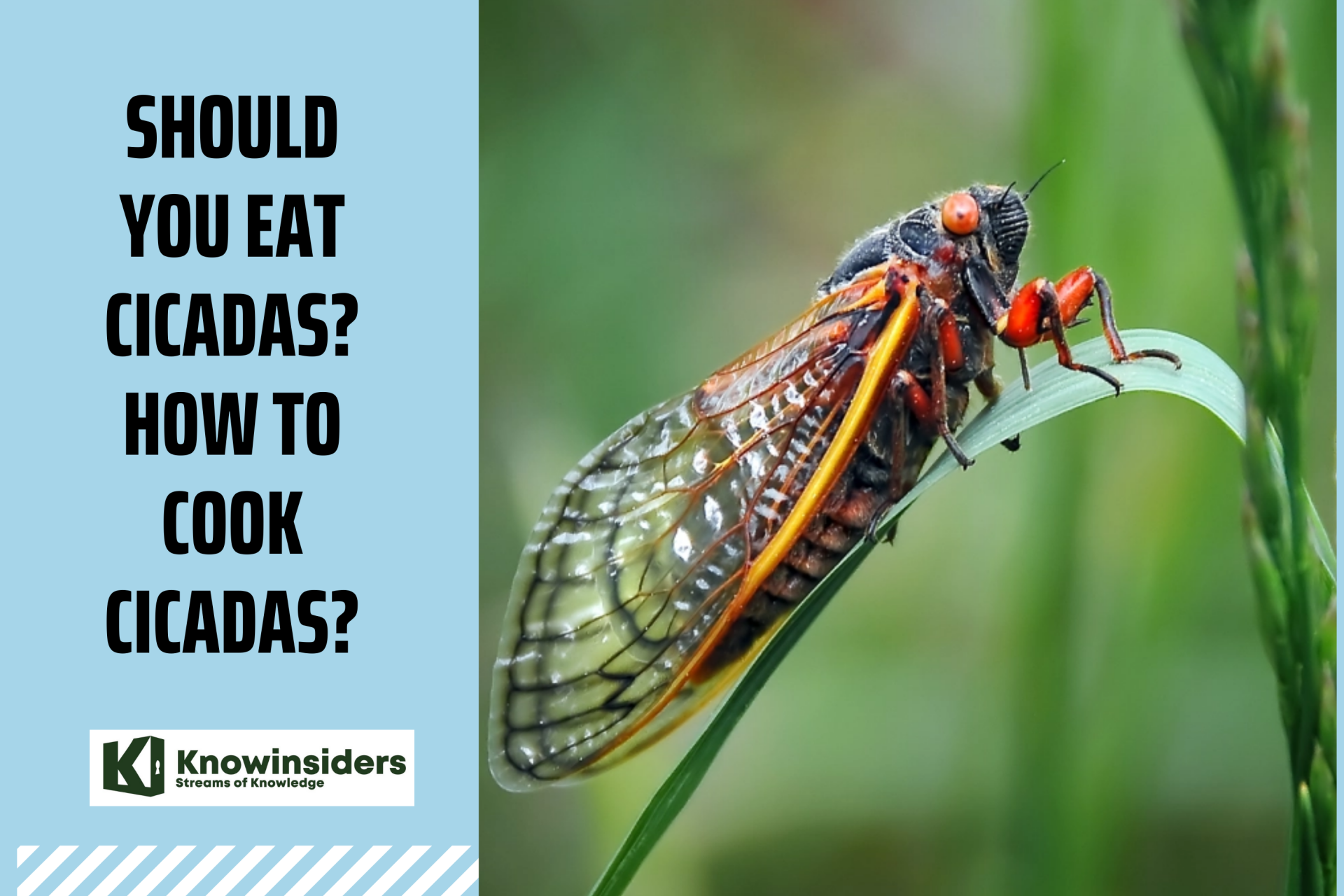 Cicadas. Photo: KnowInsiders