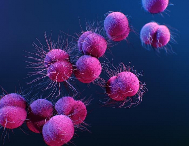 gonorrhea vaccine microsphere ngoxim vaccine to beat us most common bacterial infection