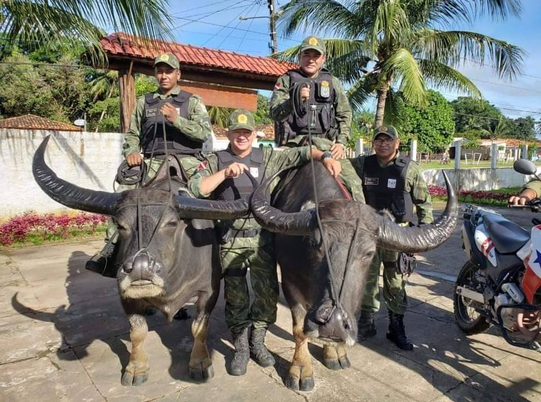 weirdest in brazil police patrol on buffaloes