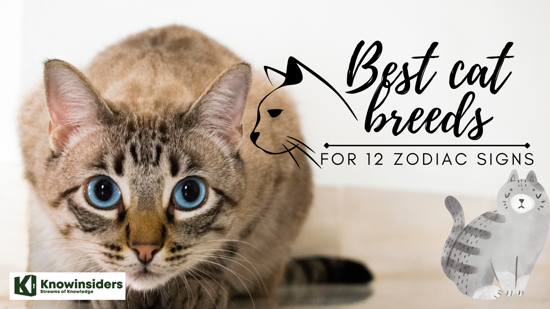 Best Cat Breeds For 12 Zodiac Signs