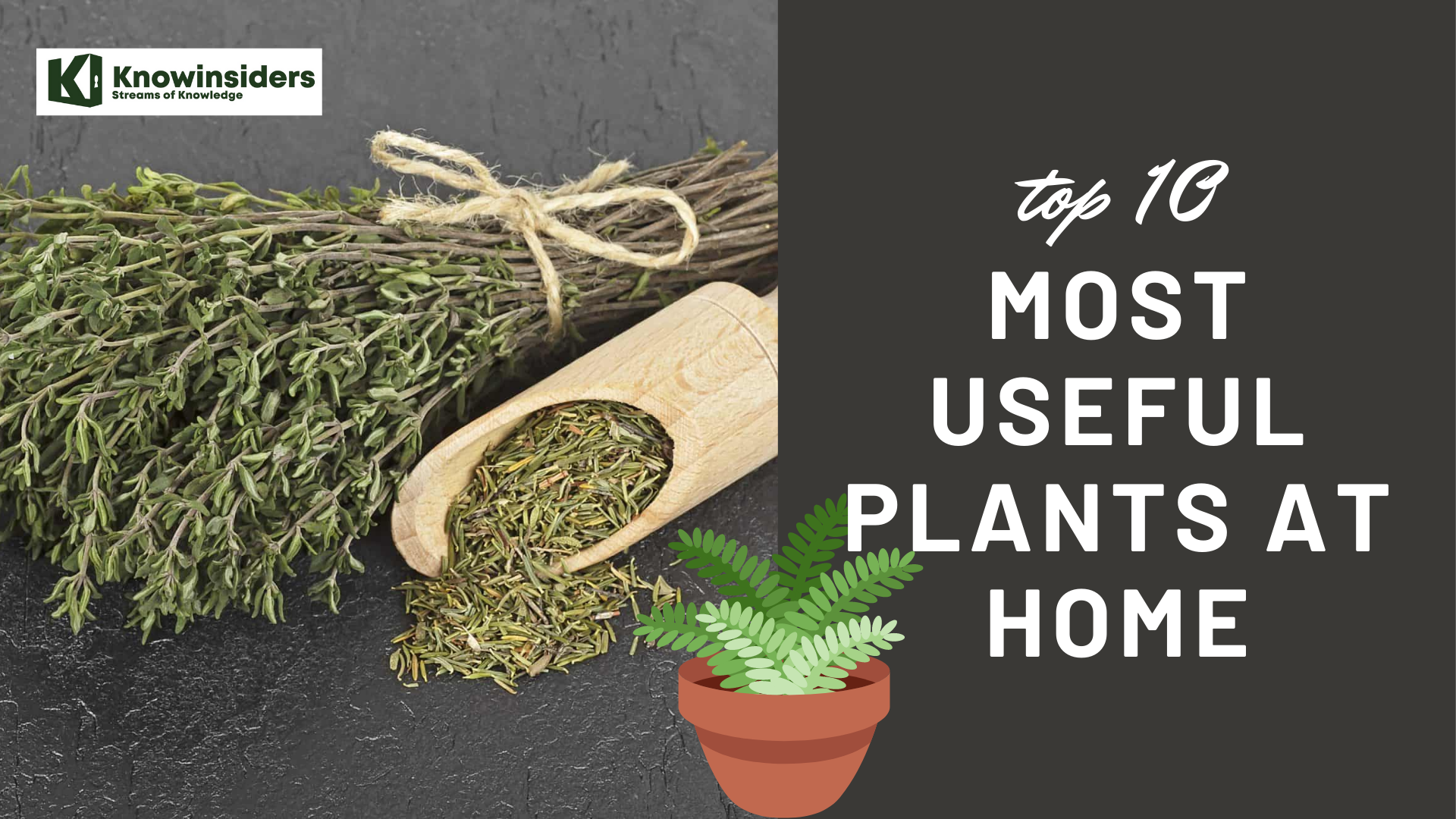 Top 10 most useful plants at home 