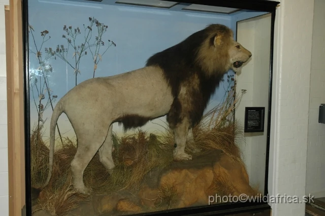 Facts About Black-Mained Lion: One of The Strongest Predators, Popularity, Extinction