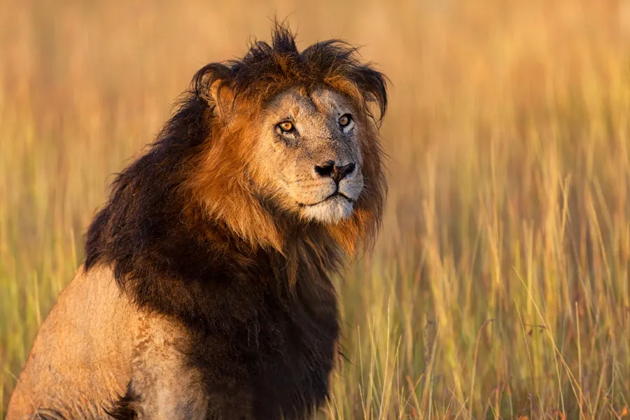 Amazing Facts About Black-Mained Lion