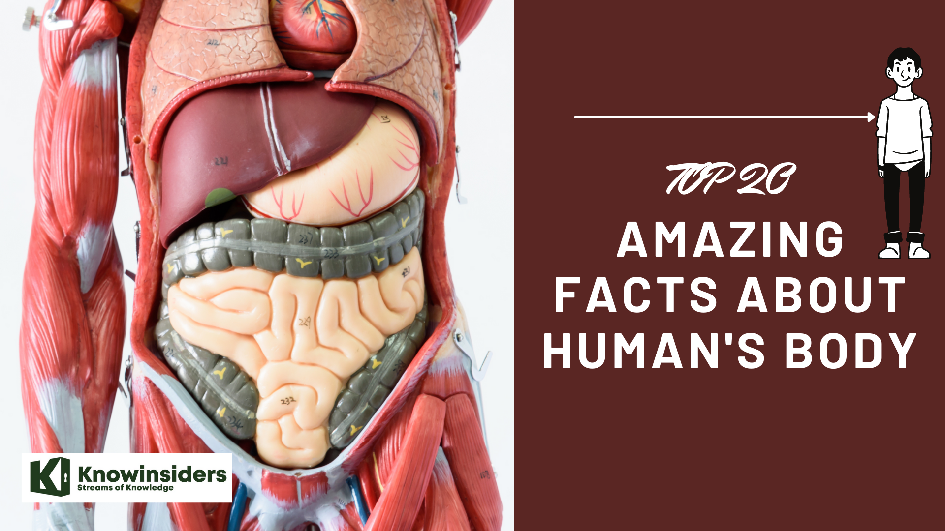 Top 20 amazing facts about human's body 