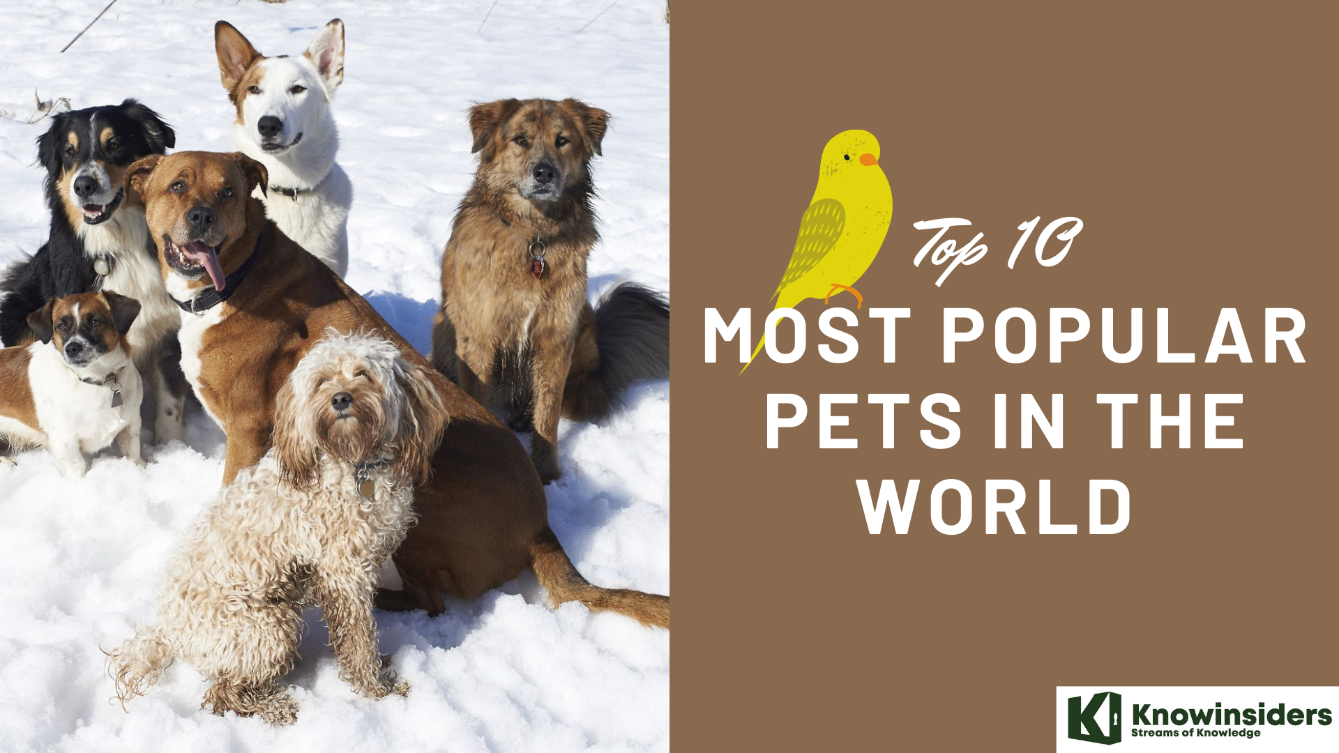 Top 10 most popular pets in the world 