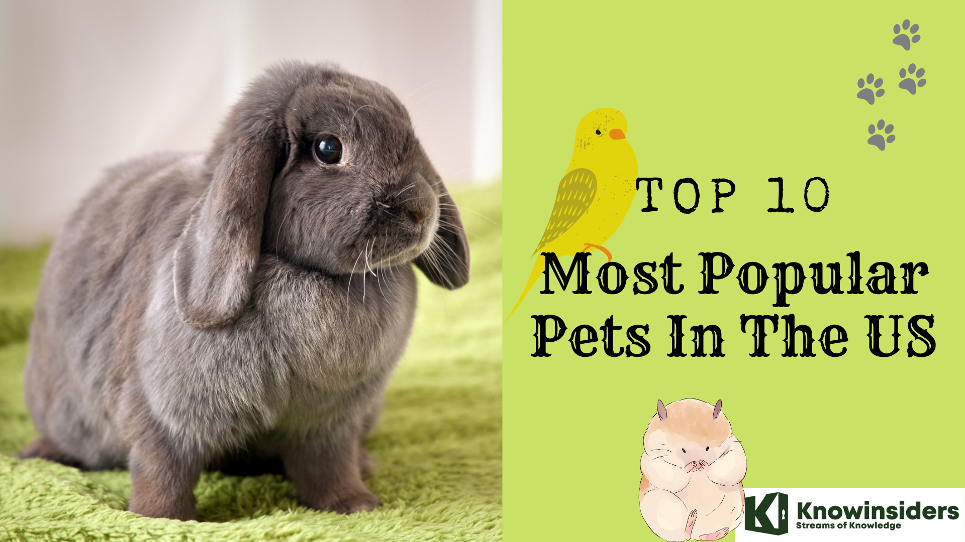 Top 10 most popular pets in the US 