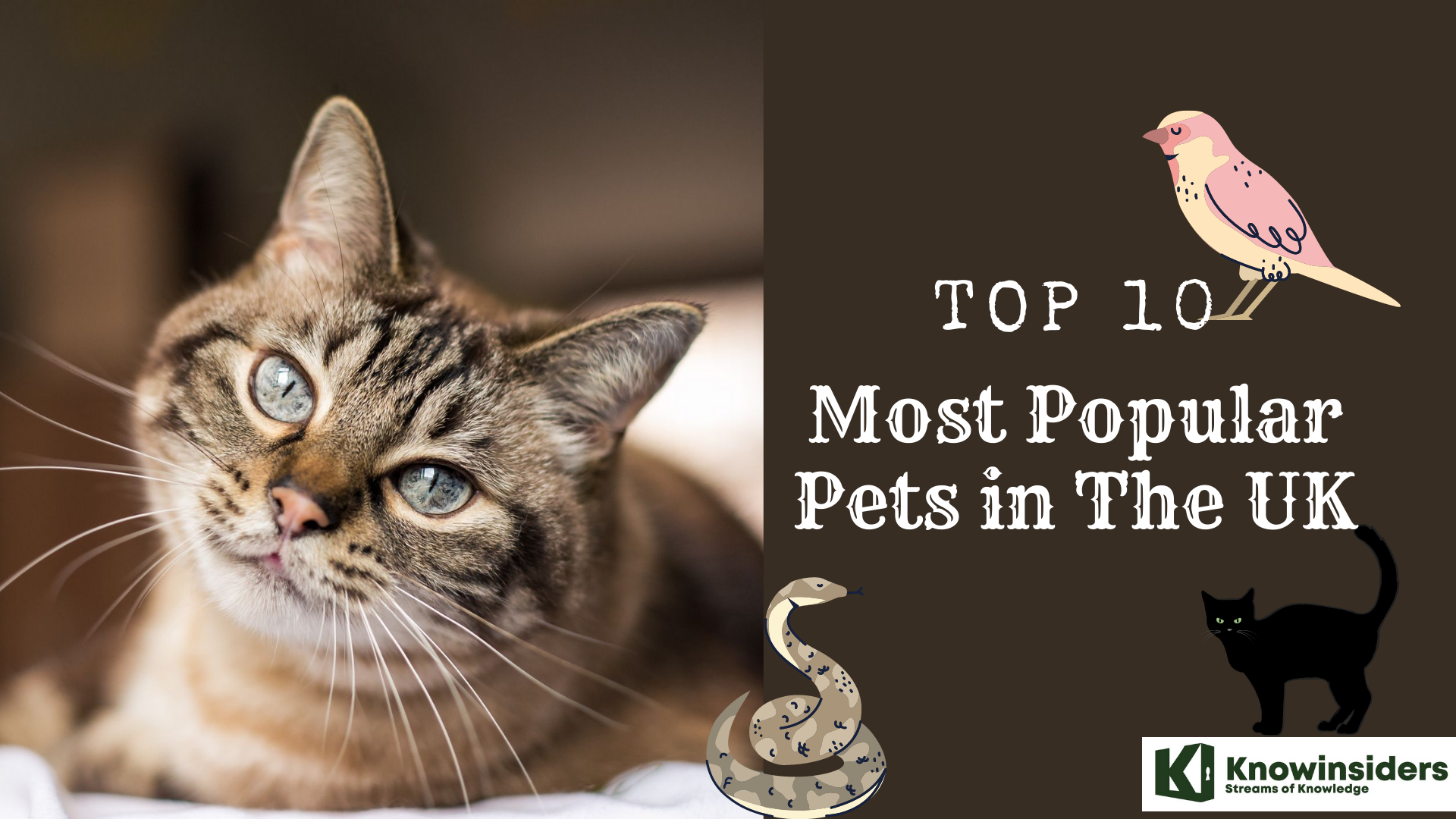 Top 10 most popular pets in the UK 