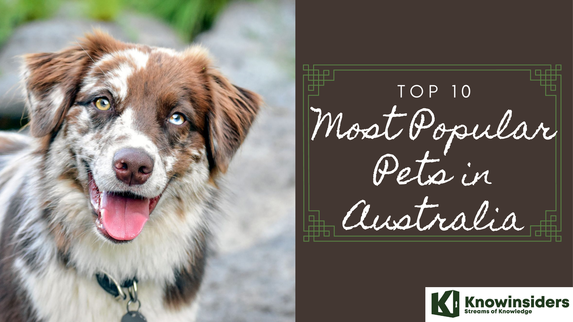 Top 10 Most Popular Pets in Australia