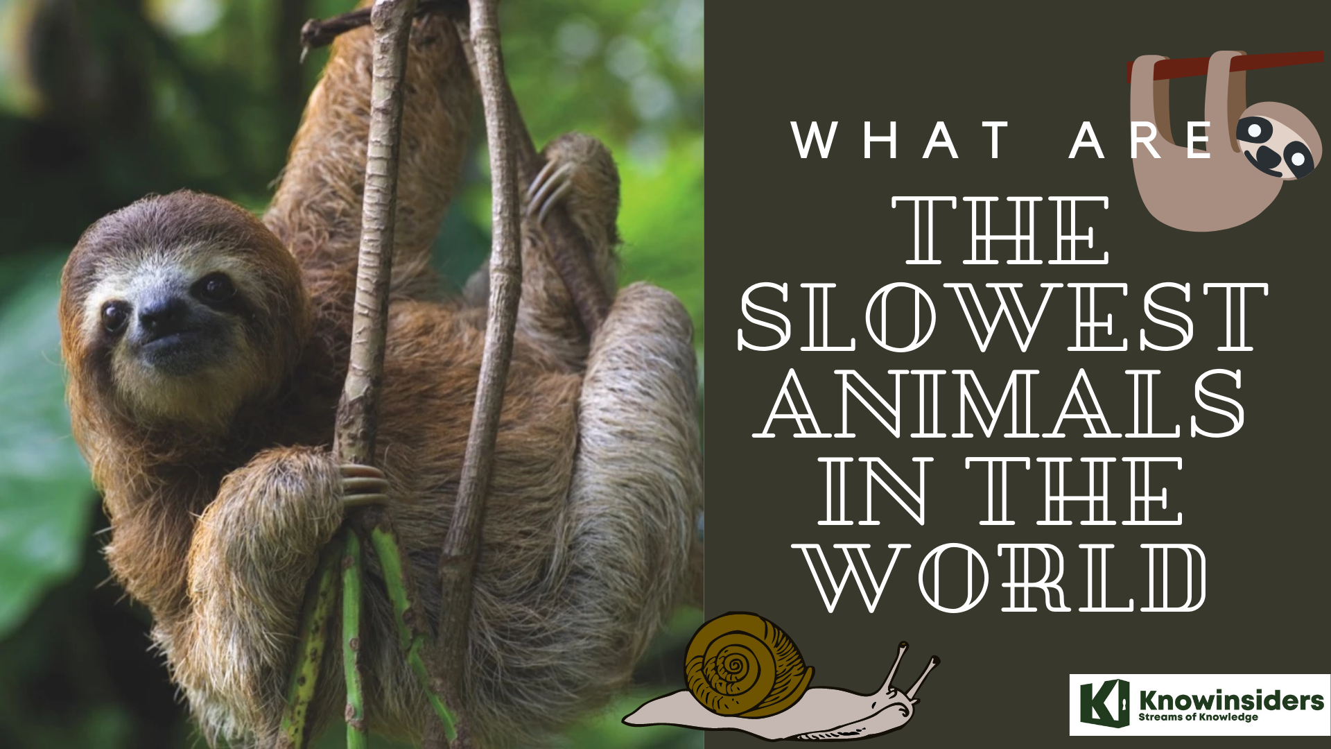 Amazing Facts About The Slowest Animals In The World | KnowInsiders