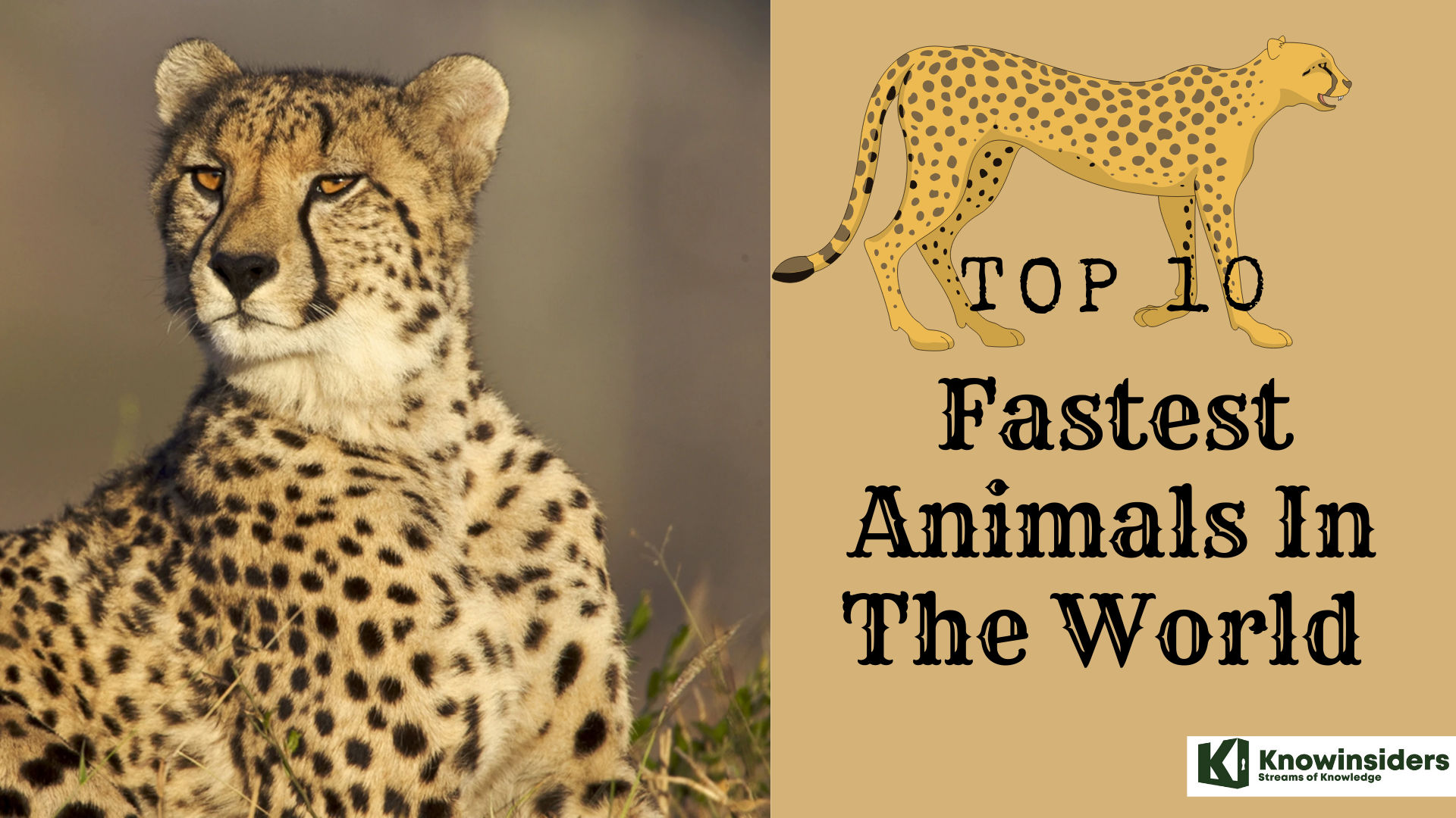 Amazing Facts About The Fastest Animals In The World