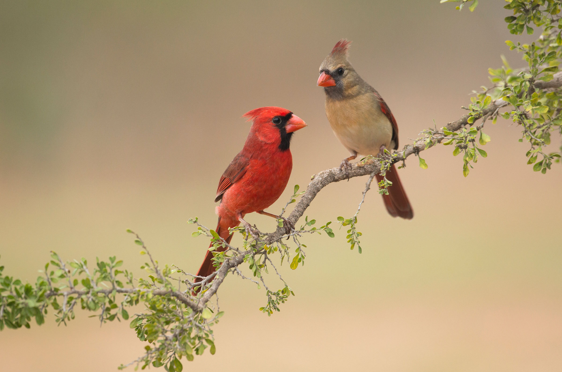Photo: National Audubon Society 