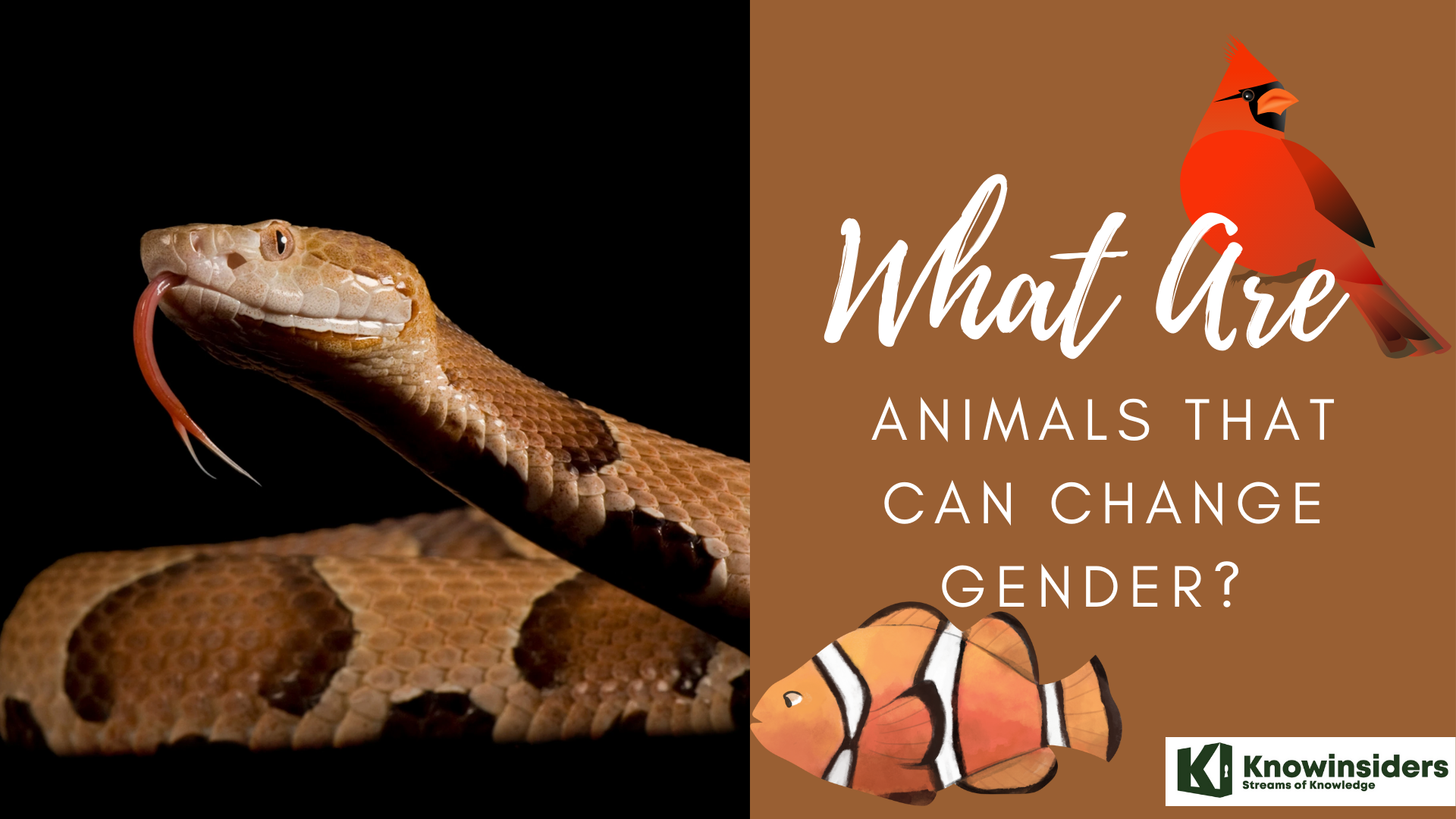 Amazing Facts About The Animals That Can Change Gender
