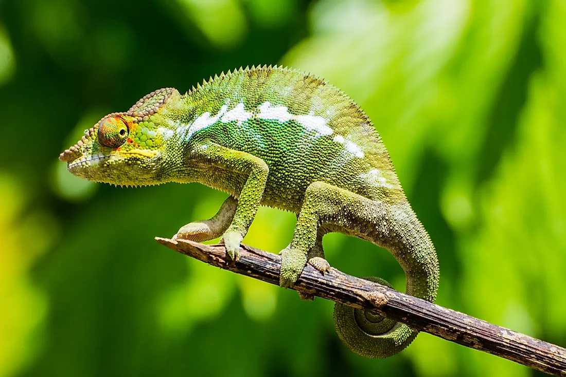 Facts About 20 Animals That Can Change Colors   KnowInsiders