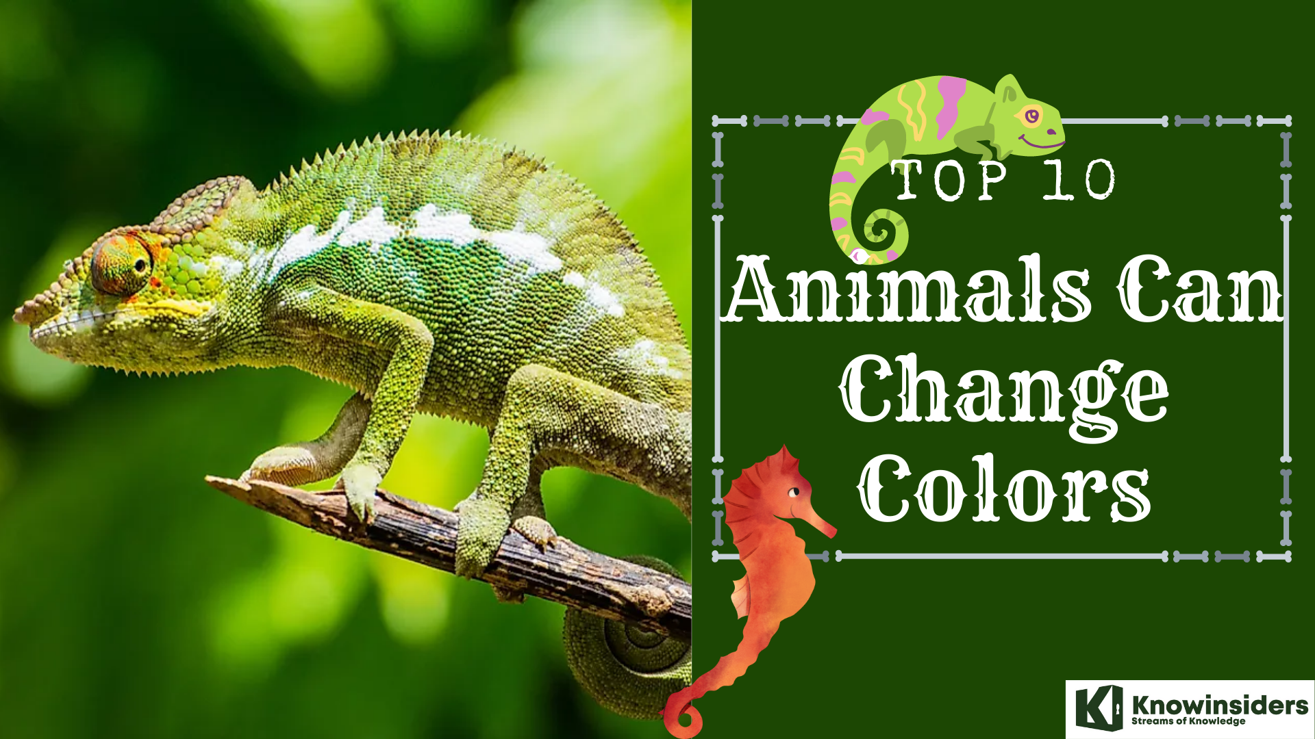 Top 10 animals that can change colors