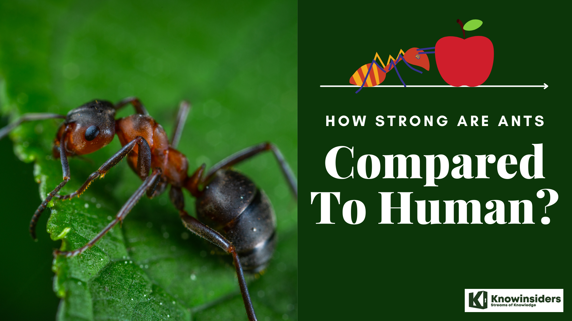 How Strong Are Ants Compared to Humans and 10 Fascinating Facts