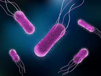 salmonella salmonellosis causes symptoms and treatment