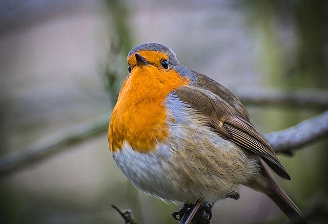 when is national robin day meaning and celebrations