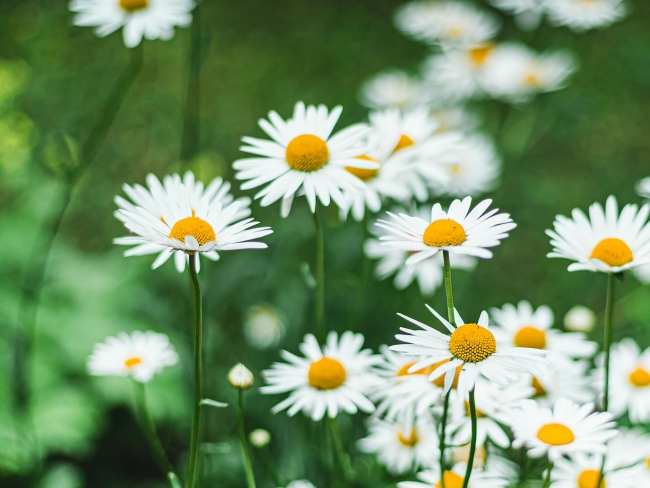 What is Daisy Flower and 17 Interesting Facts