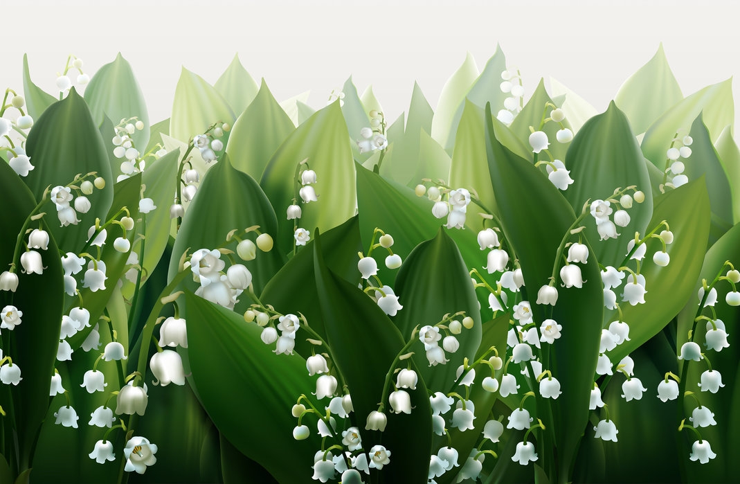 3055 some fascinating facts about lily of the valley you shouldnt know 1