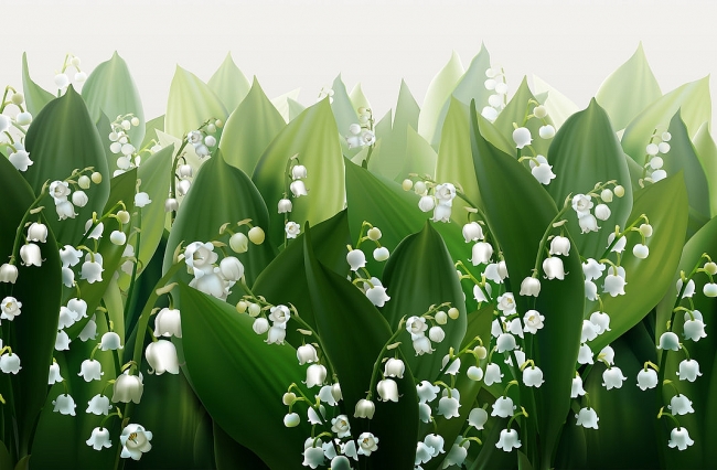 Little-Known Facts: Lily of the Valley Flower