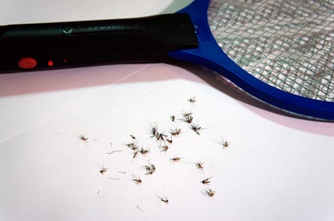 7 Ways To Get Rid Of Mosquitoes Indoors | Mosquitofixes