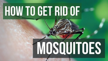 How To Prevent Mosquitoes Inside Of Your House