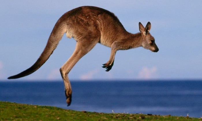 0641 kangaroo 1