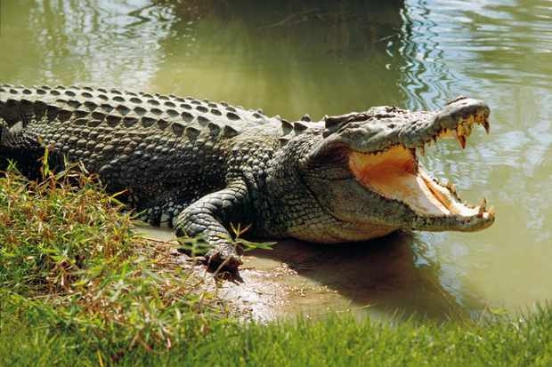 0801 crocodile