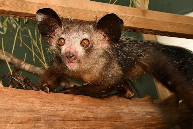 What is Aye-aye - Strangest Animal In The World