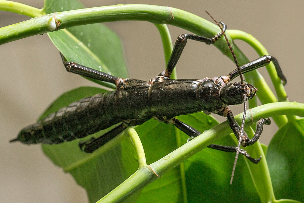 0125 stick insect one of worlds strangest animals 4