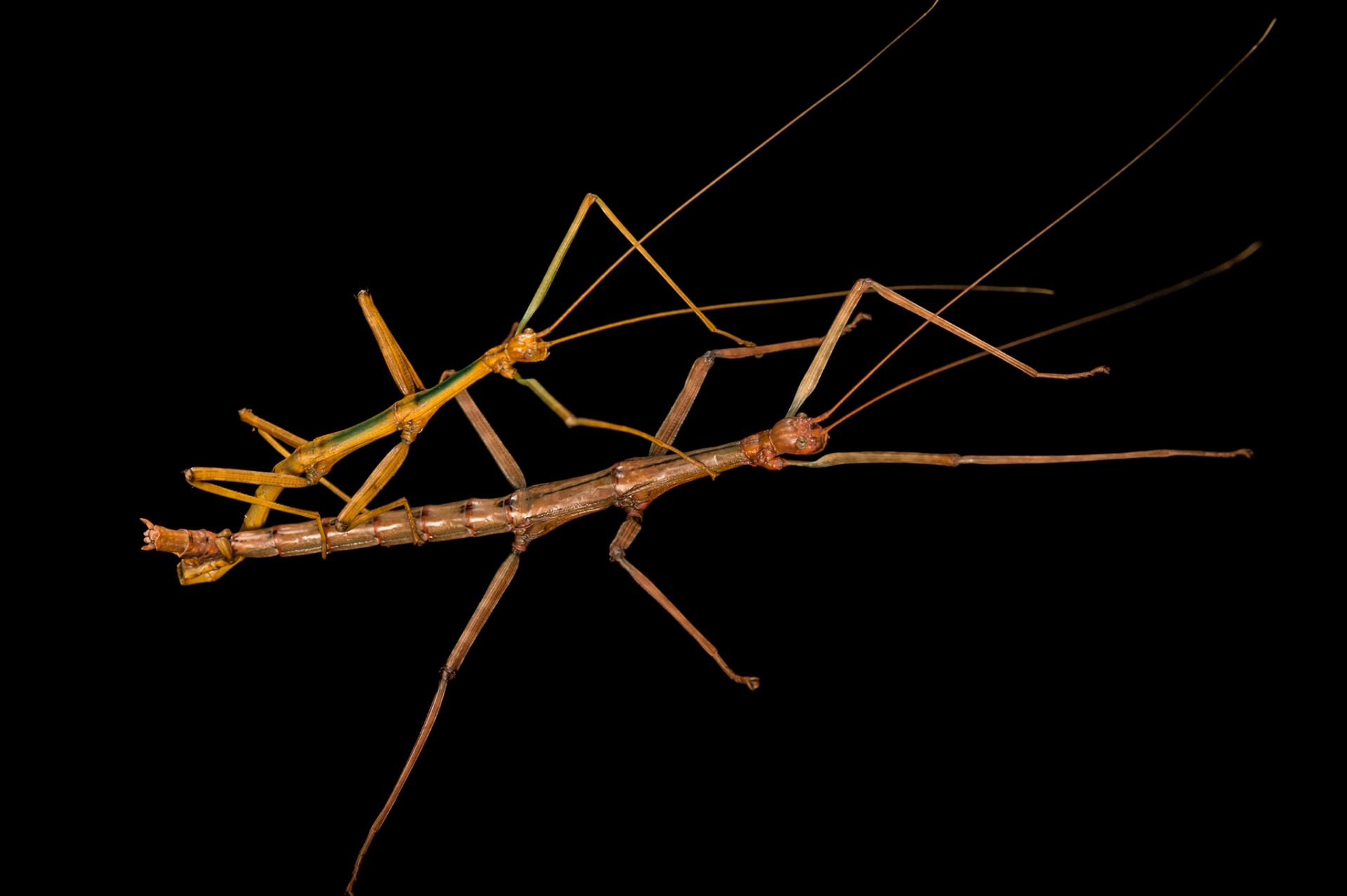 0133 stick insect one of worlds strangest animals 3