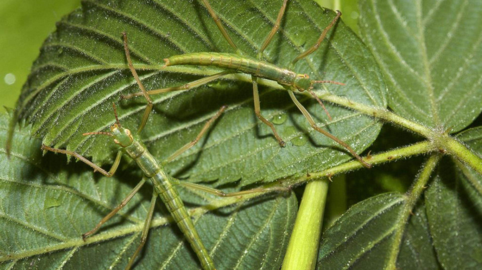 0145 stick insect one of worlds strangest animals 2