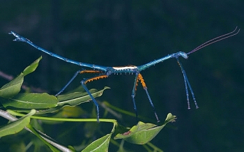 Stick Insect, one of world