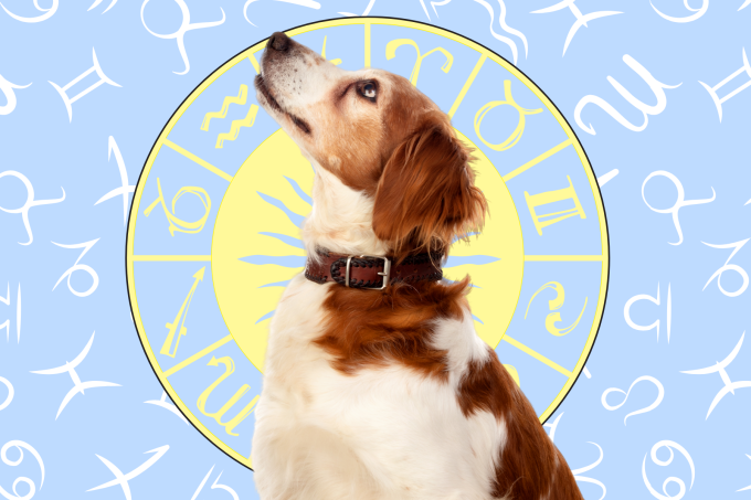 2021 Horoscope Predictions for Those Born in the Year of Dog