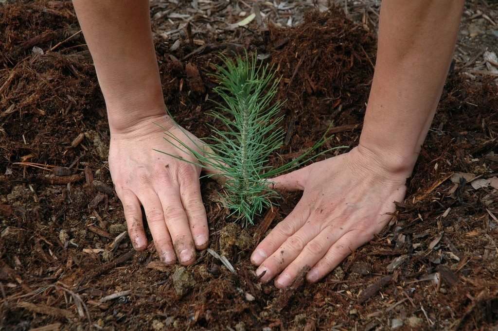 1305 how to plant and care pine trees 2