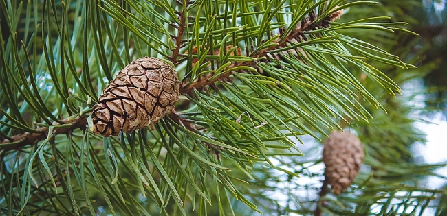 How to Plant and Care Pine Trees