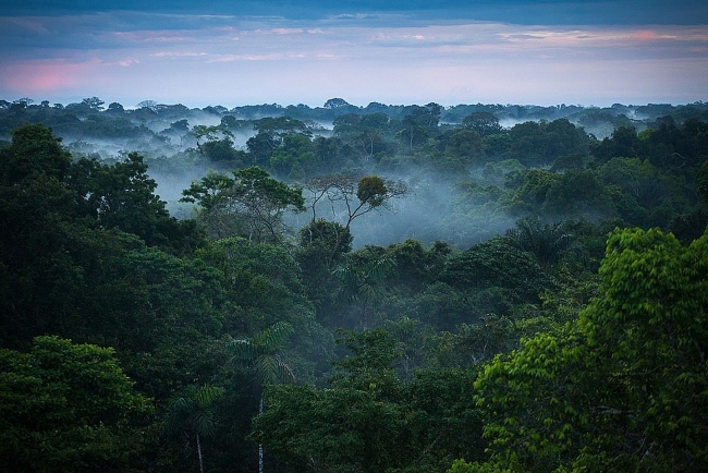 amazing facts about the amazon rainforest