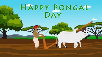 Pongal Day 2021: Best Wishes, Great Quotes, Messages - SMS and Greeting