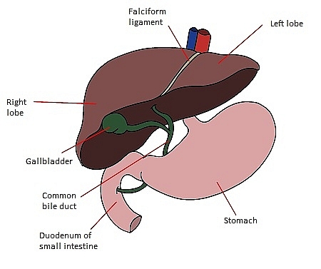 What Is The Location Of Liver In Your Body? Left Or Right