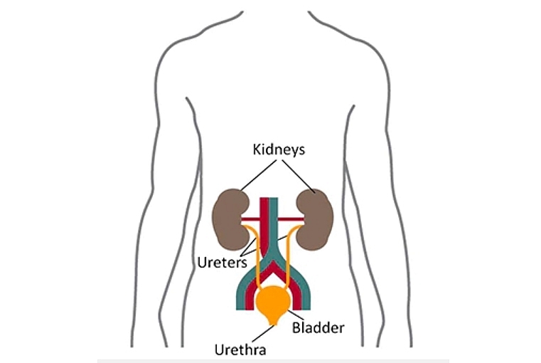 Where Are Kidneys Located on A Woman and A Man Body?