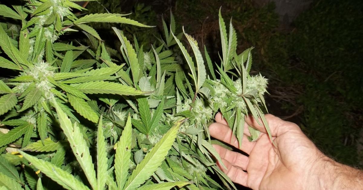 What is Sundial Growers (SNDL) - the Popular Marijuana Stock Skyrocketed