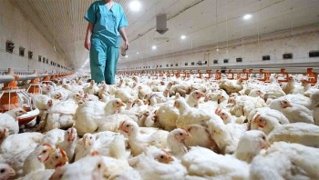 Facts about H5N8: First case of avian flu transmitted from birds to humans