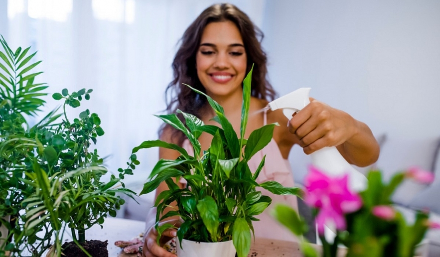 Best House Plants Base on Your Zodiac Sign - According to Astrology