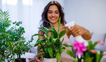 Best Houseplants That Bring Good Luck and Prosperity For Your Zodiac Sign