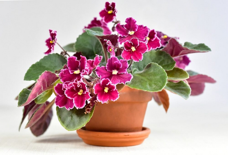 Best Houseplants That Bring Good Luck and Prosperity For Your Zodiac Sign