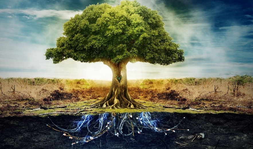 Tree of the Knowledge of Good and Evil: History, Meaning, Unique Facts